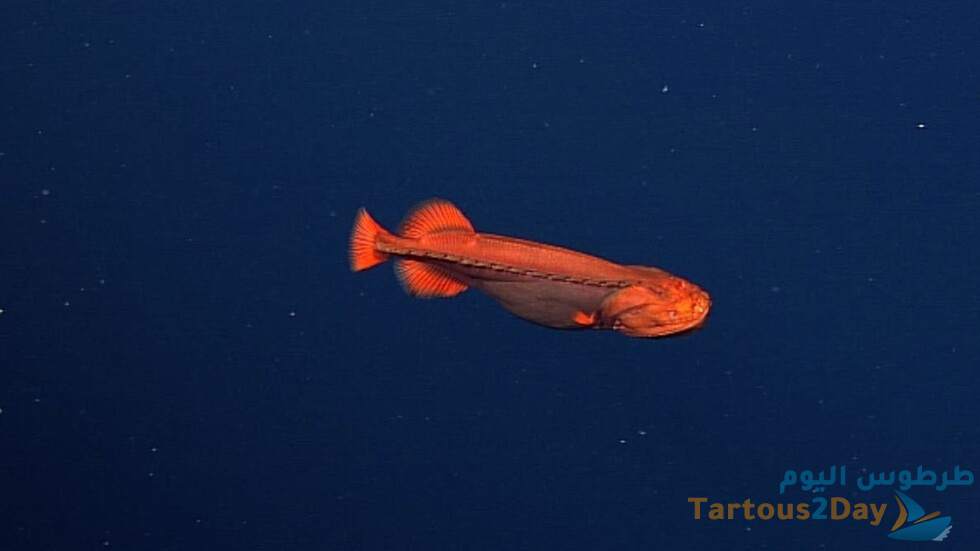 علماء يرصدون كائن بحري غريب الشكل " سمكة الحوت البرتقالية"