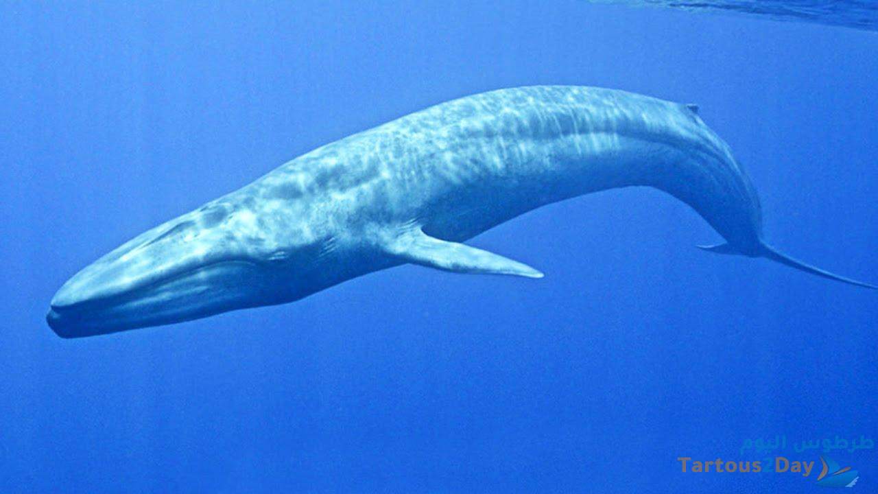 16 طنا في اليوم...استهلاك الحوت الأزرق من الطعام