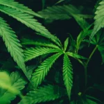 Warga Kota di Turki Mabuk Massal Akibat Polisi Bakar 20 Ton Ganja