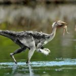 Terungkap, Dinosaurus Ada yang Bisa Terbang seperti Ayam!
