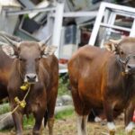 Terbaru, Daftar Harga Domba dan Sapi Kurban 2025 Mulai dari Rp 2,9 Jutaan