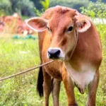 Tips Memilih Hewan Kurban Jelang Idul Adha 2025