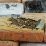Heboh Pria di Bulukumba Bikin Kebun Ganja Rumahan, Mengaku Beli Bibit di Instagram
